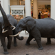 Image for article titled The Woman Who Shot Elephants for America's Natural History Museums